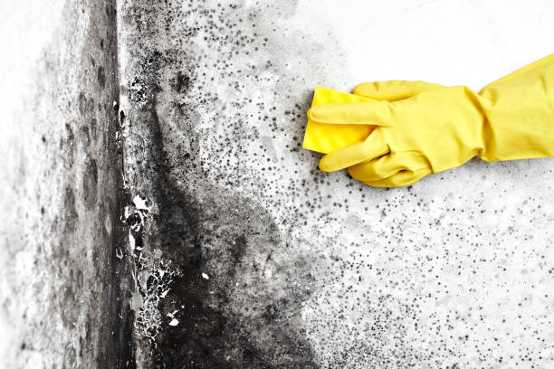 Crawl Space Mold Removal in Magnolia, AR
