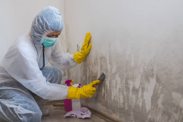 Home Mold Removal in Magnolia, AR