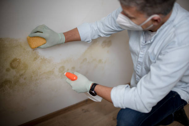 Best Attic Mold Removal  in Magnolia, AR