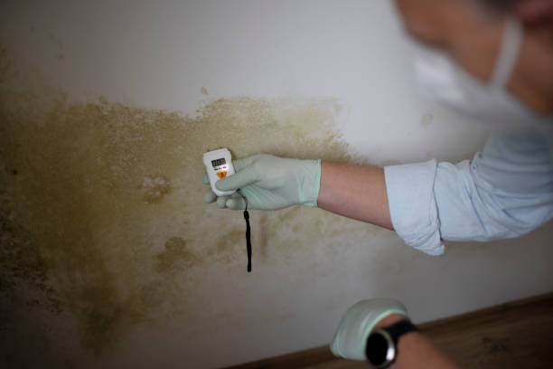 Best Home Mold Removal  in Magnolia, AR