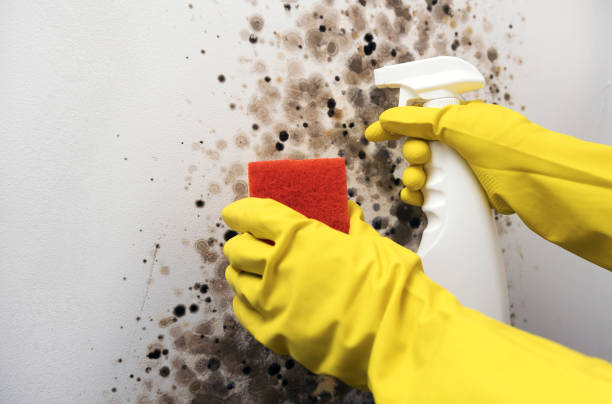 Mold Removal and Inspection in Magnolia, AR