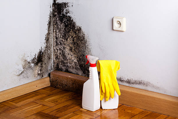 Best Toxic Mold Removal  in Magnolia, AR