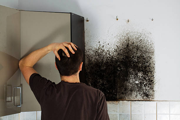 Best Office Mold Removal Services  in Magnolia, AR